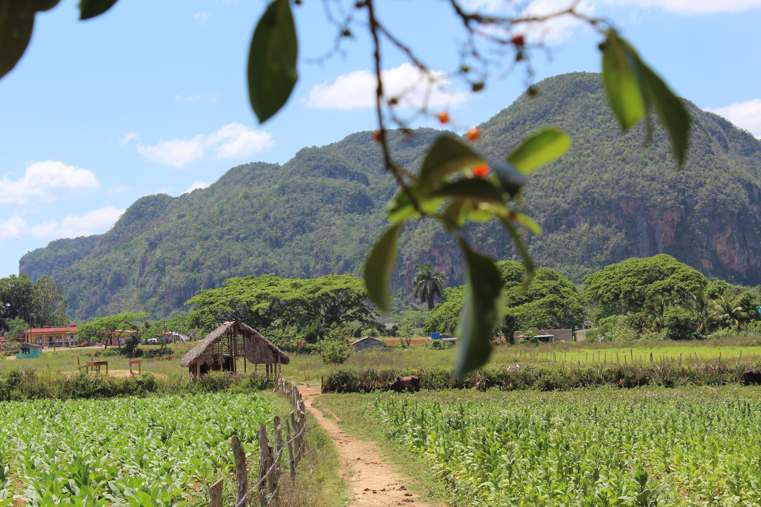 photo-champ-de-tabac-cubain