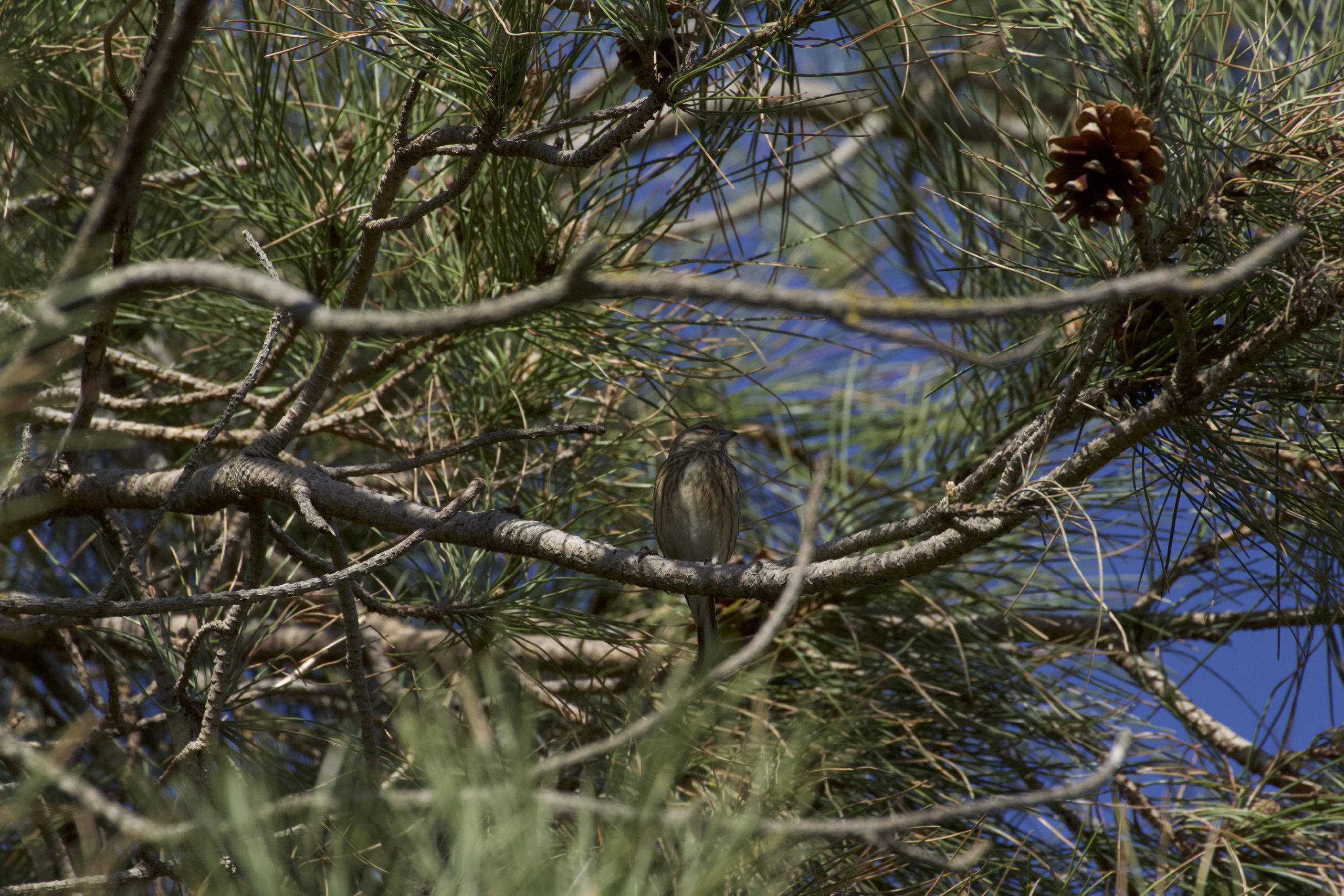 moineau-sur-une-branche-de-sapin-ciel-bleu