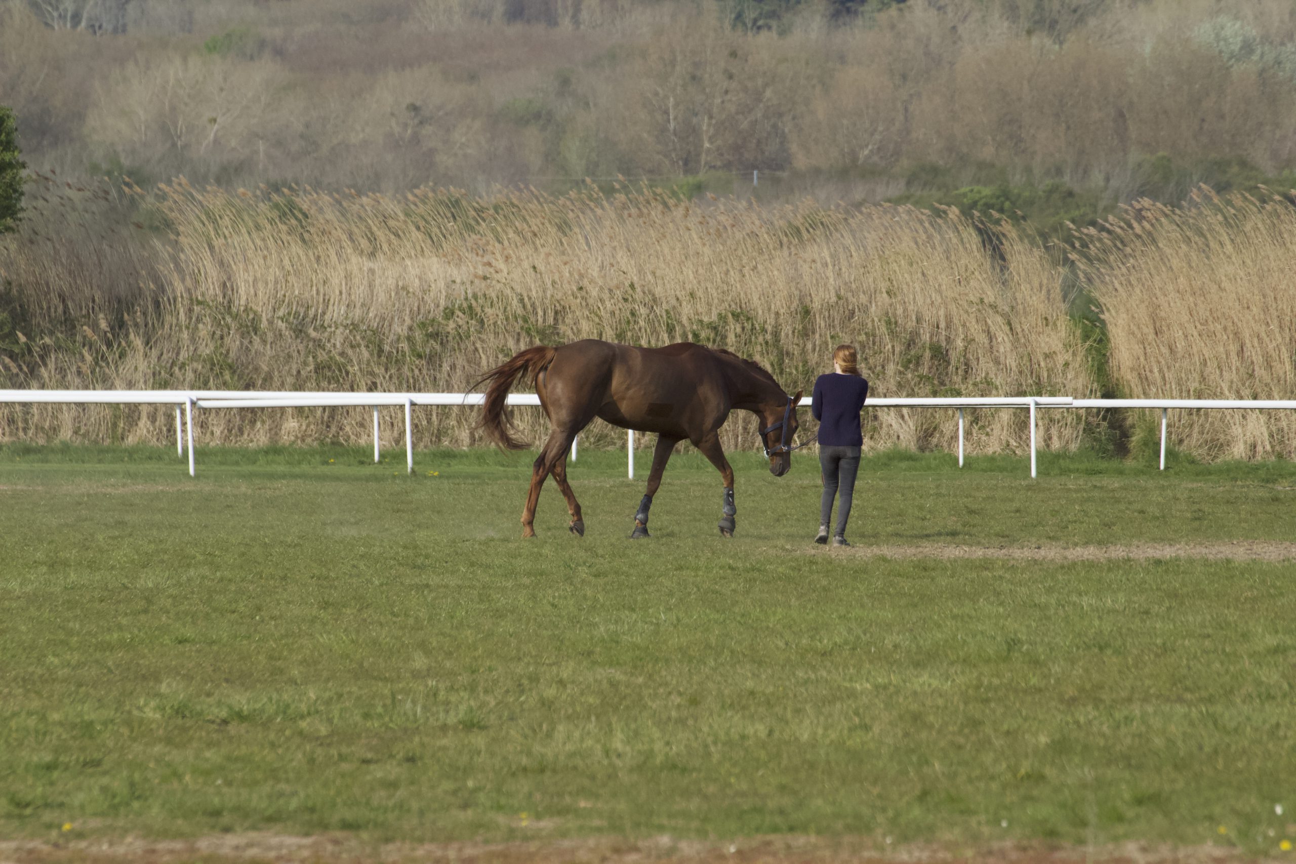 photo-de-repetition-d-un-cheval-avec-sa-cavaliere-pour-concours-de-saut-au-touquet