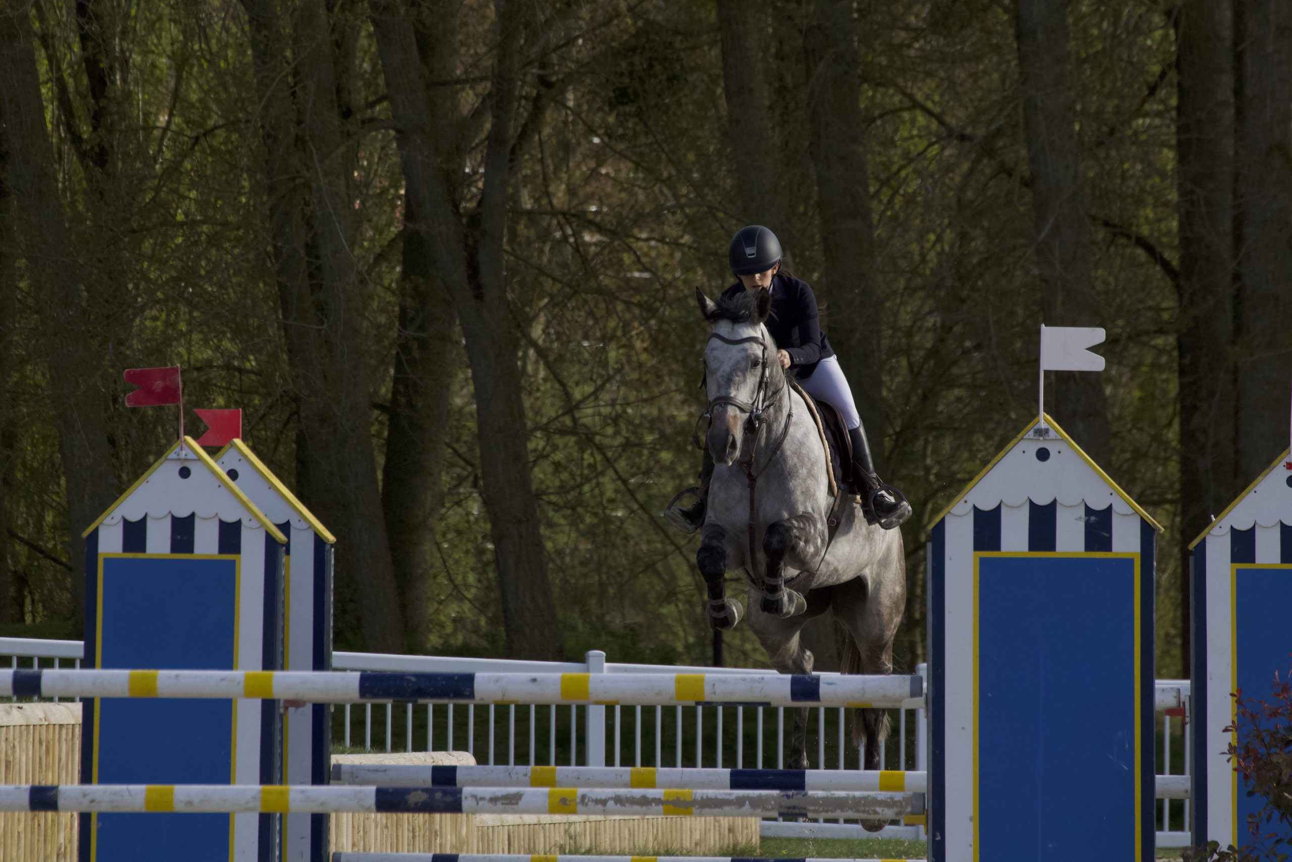 photo-saut-d-obstacle-d-un-cheval-blanc-et-sa-cavaliere
