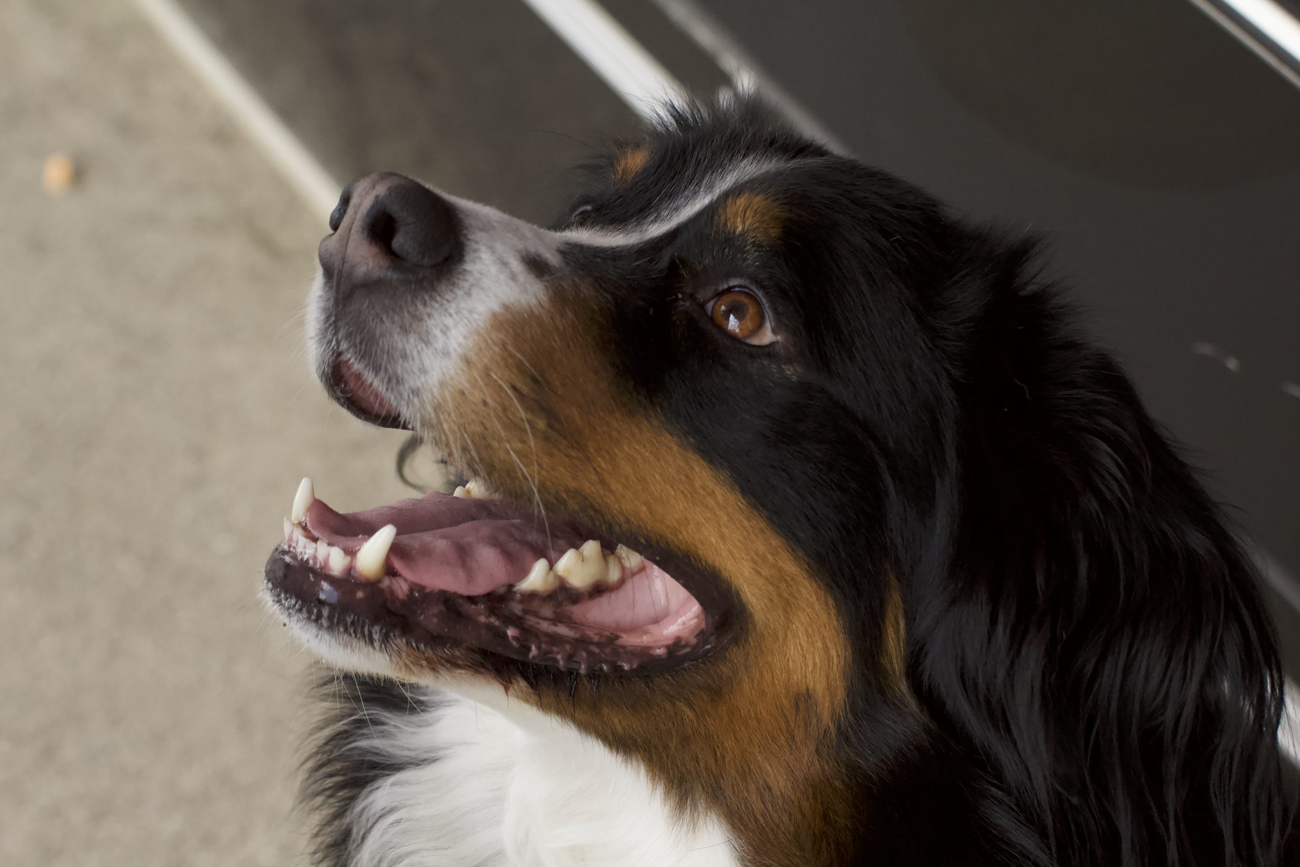 photo-bouvier-bernois-femelle-romy-assise-gueule-ouverte