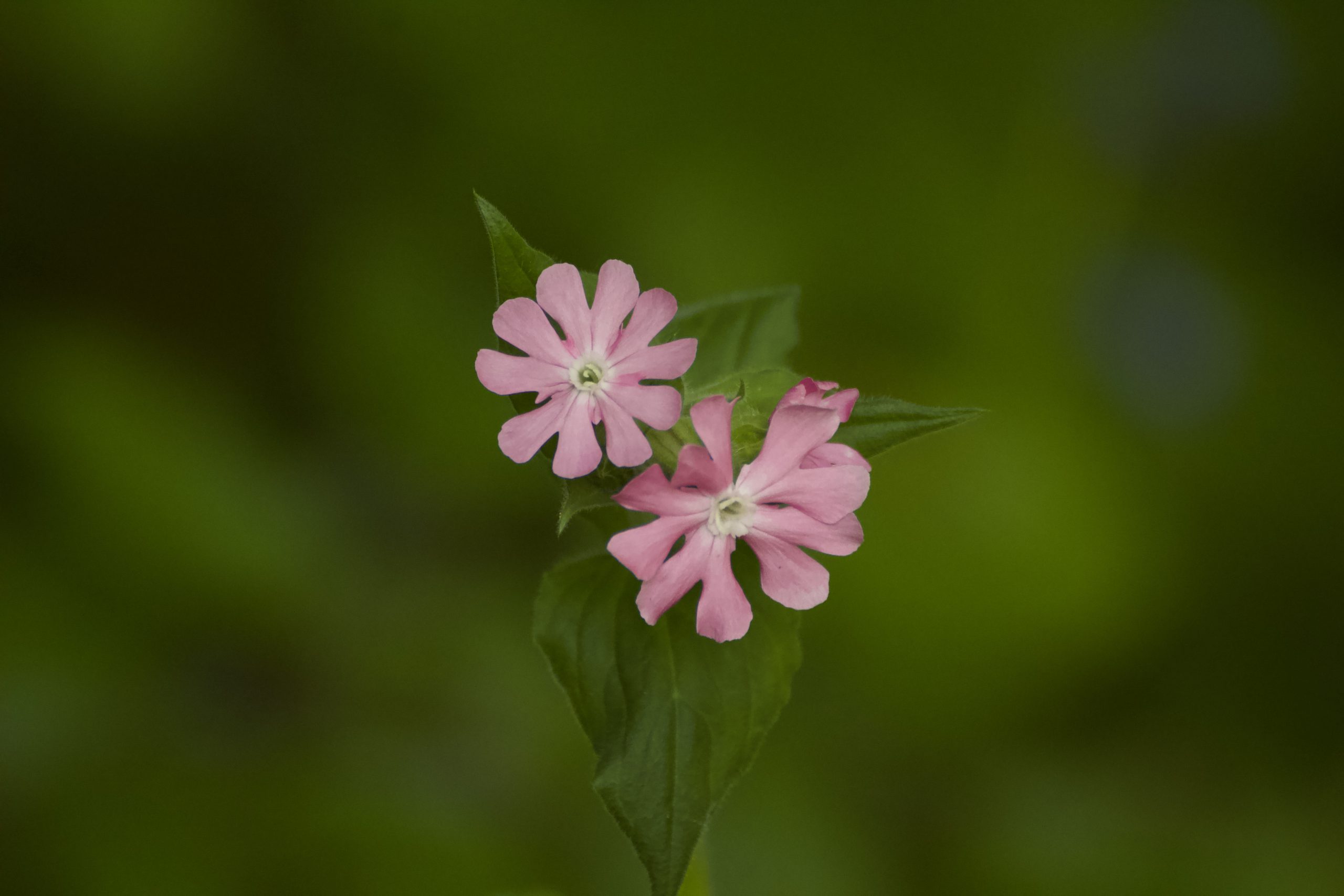 photo-de-fleurs-rose-gros-plan