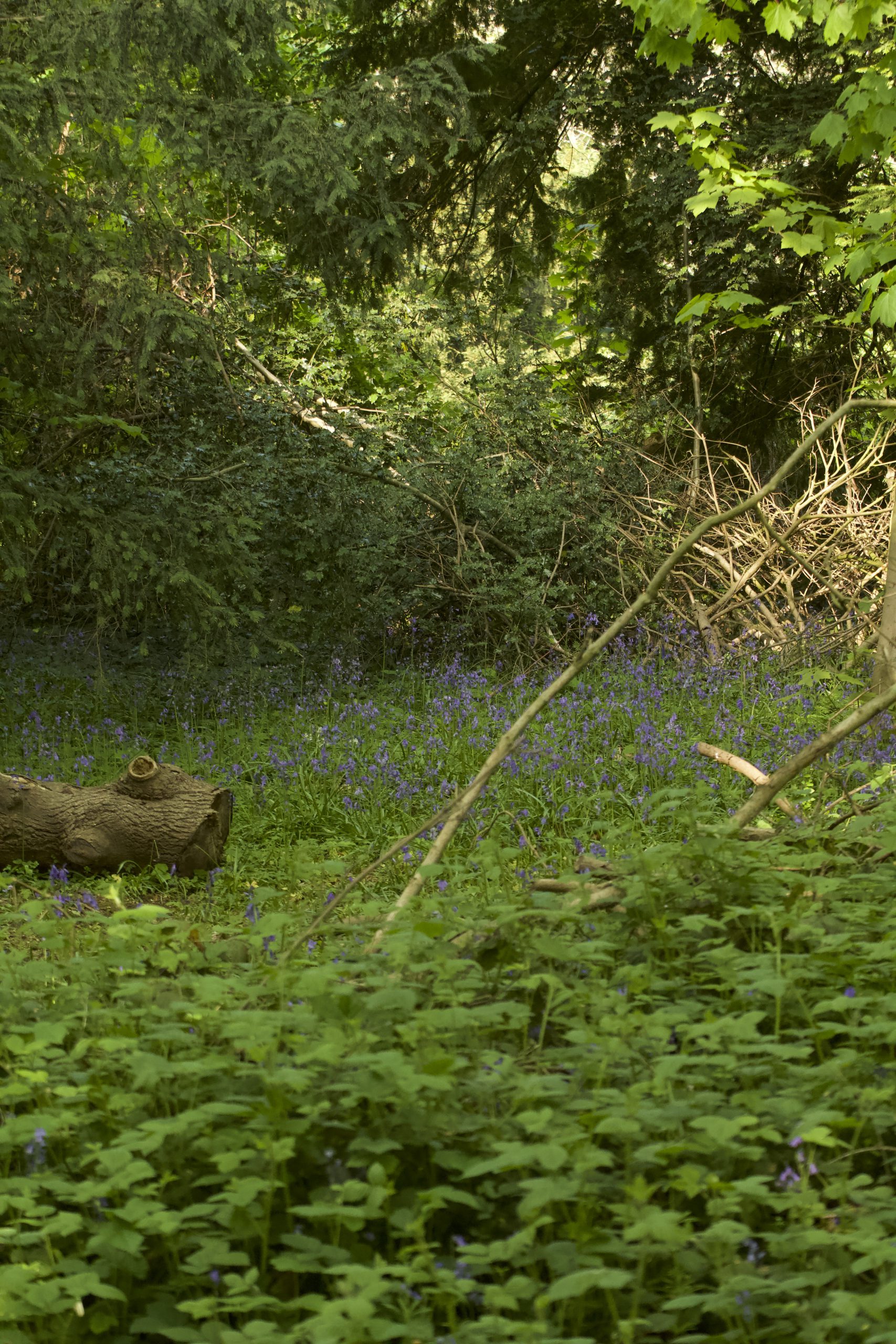 photo-clairiere-fleurie-nature-verdoyante-rayon-du-soleil